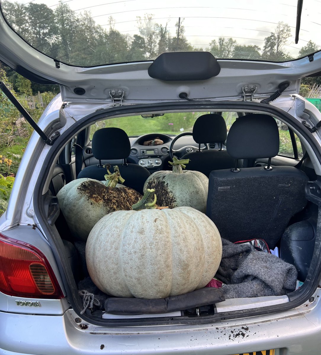 How many big squash can you get in a car? #giantpumpkin #giantsquash