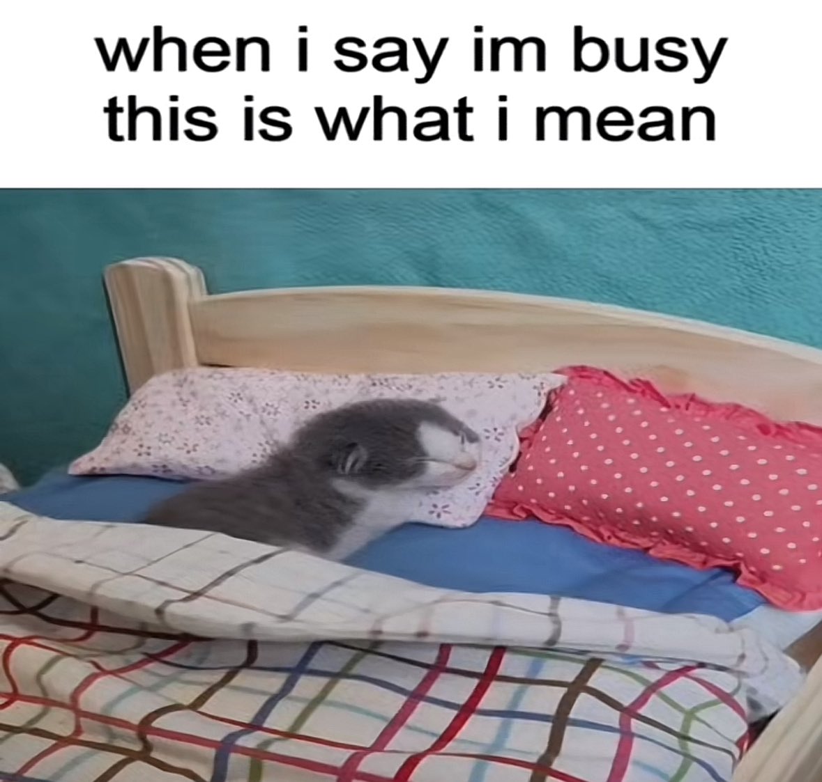 literallymecats's tweet photo. https://t.co/z5qpjT3gh2