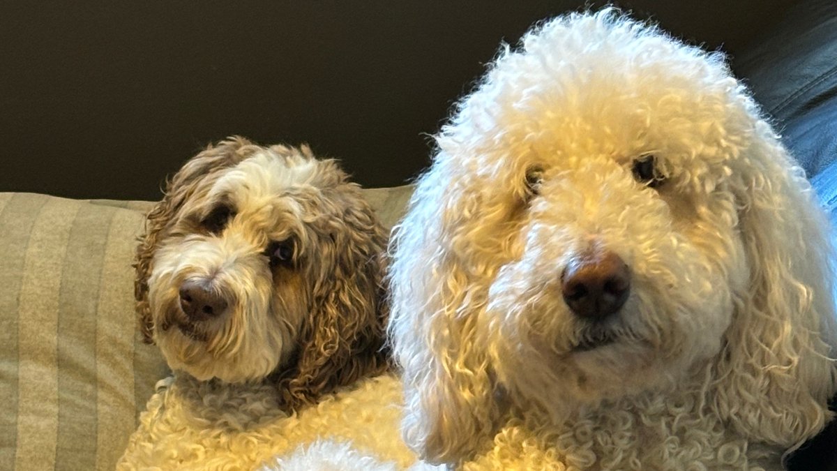 Nessa + Macie Doodle 🇨🇦 tweet media