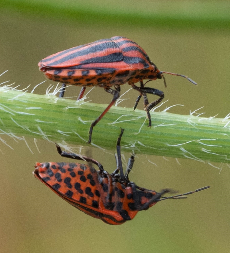 #Shieldbug #pyamawants #Heteroptera #Insect #GraphosomaItalicum
Deze schildwants heeft strepen boven en stippen onder!