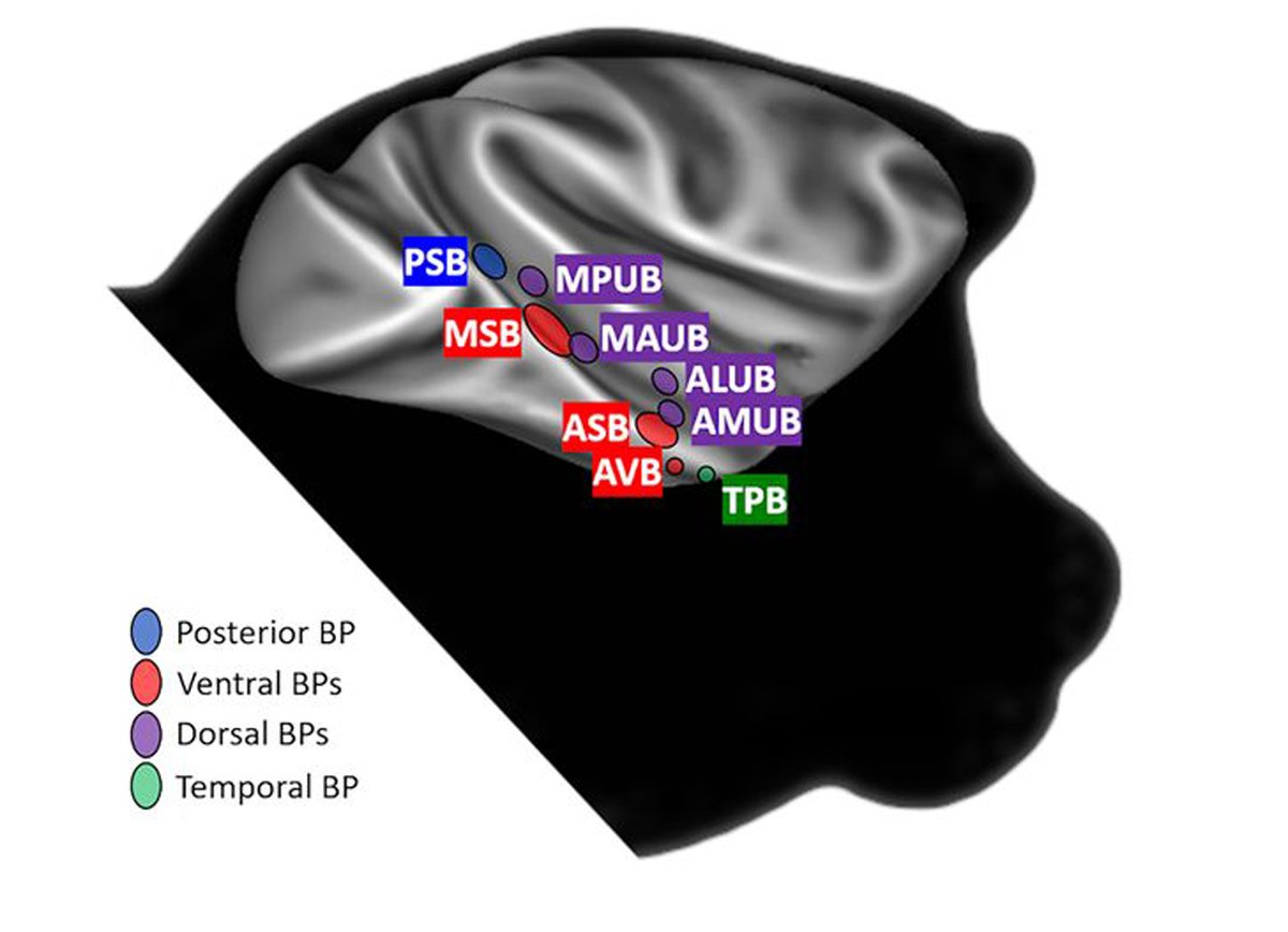 New review in J Neuro on the neural encoding of bodies for social perception.

jneurosci.org/content/44/40/…