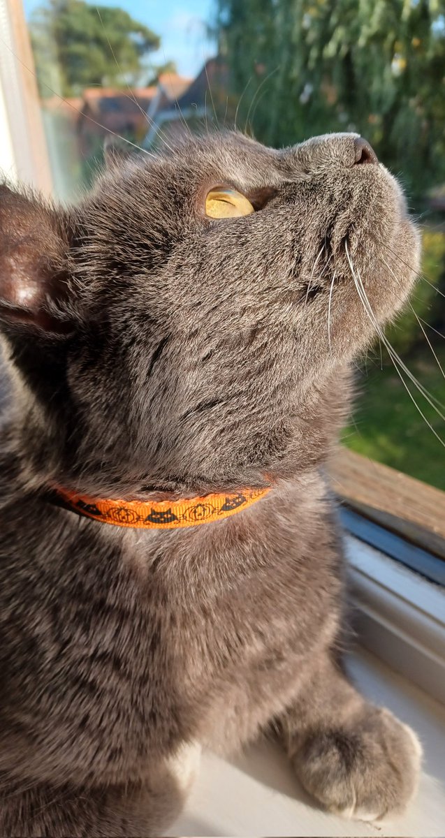 CatNikitas's tweet photo. It's that time of the year again 🧡 #CatsofTwittter #catson #halloween2024 https://t.co/50mXyf5aiK