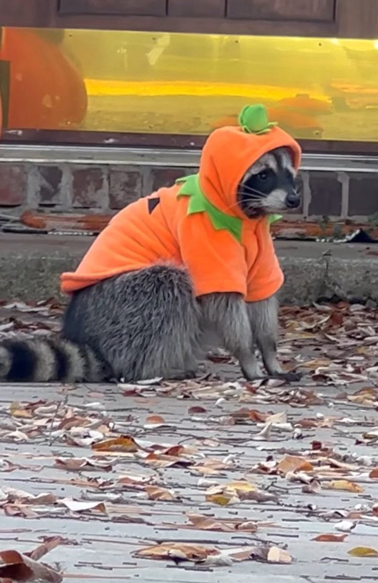F1ckleS1ckle's tweet photo. Raccoon
On porch
Wearing punkin’ costume https://t.co/nS0Ft16cHC
