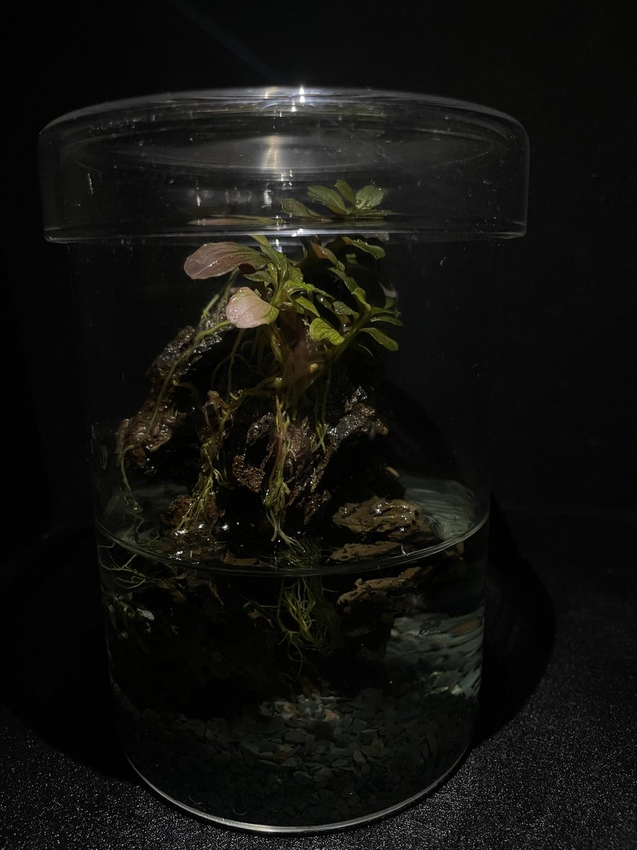 通称ダイソーmaru
完全密閉、週一水換えで
8ヶ月後のお姿

#Bucephalandra  
#根っ子 
#パルダリウム愛好会