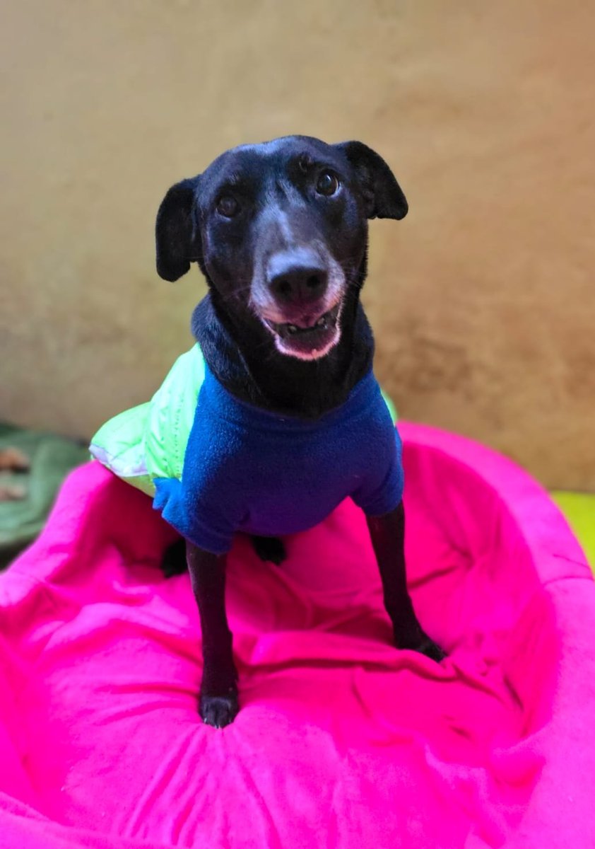 dame_una_pata's tweet photo. #Doglovers 
Como todos los meses pido de su apoyo para pagar el hospedaje de los pequeños rescatados 
Negrita 280( incluye alimento)
Dejér 280 (incluye alimento)
Abuelos 400
Dog extreme 250
Porfavor apoyemos a estos viejitos
Cualquier apoyo 967708944
Un rt los ayuda https://t.co/QPWVyq0vbD