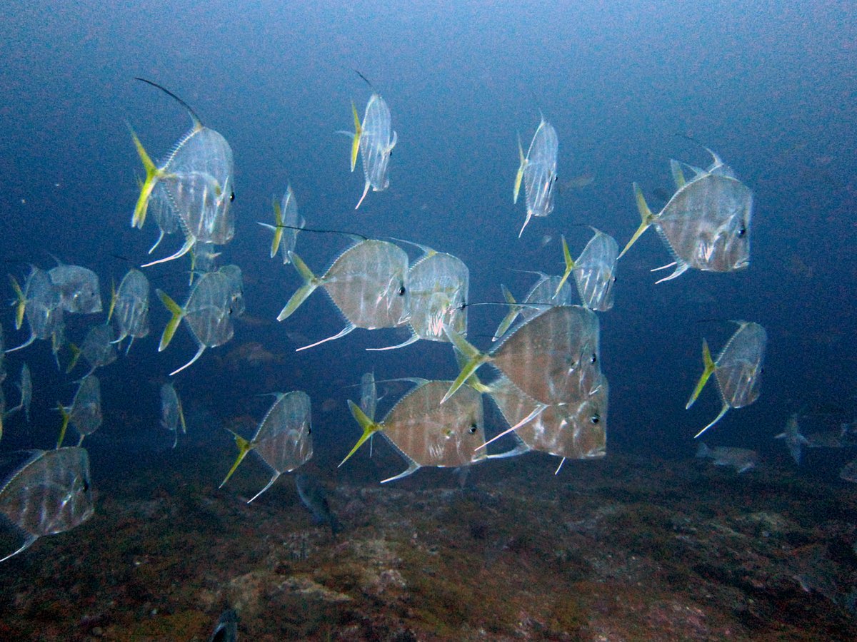 FGBNMS's tweet photo. Here's a shout out to our friends at @TNAquarium who celebrate #Oddtober every year. We see your fish skeleton and raise you a school of flat-foreheaded #Lookdowns. There's no question as to how they got their odd name! #OddFish https://t.co/iTyVZ34IU3