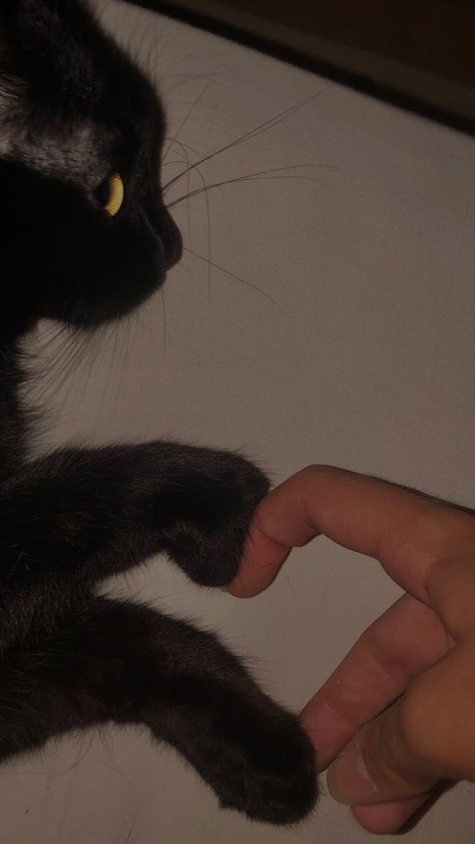 Black cats are not bad luck (@visualscat) on Twitter photo 