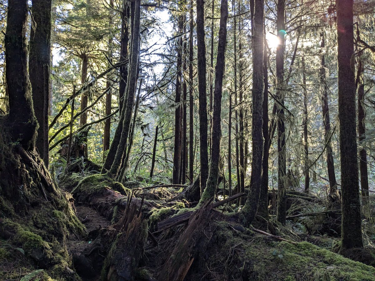 This time have photos of some smaller trees on the remains of a big tree: