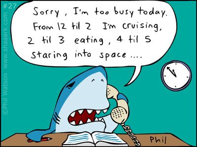 Shaaark! tweet media