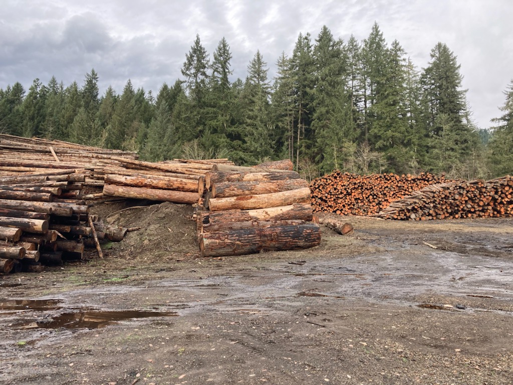 tsuga_wilson's tweet photo. @LeonSimons8 @pgreenfielduk It would be really helpful if the United States "Forest Service" &amp; Canadian Gov't in BC stopped logging ancient forests with Taxpayer monies. https://t.co/g0Ibxcv9HE