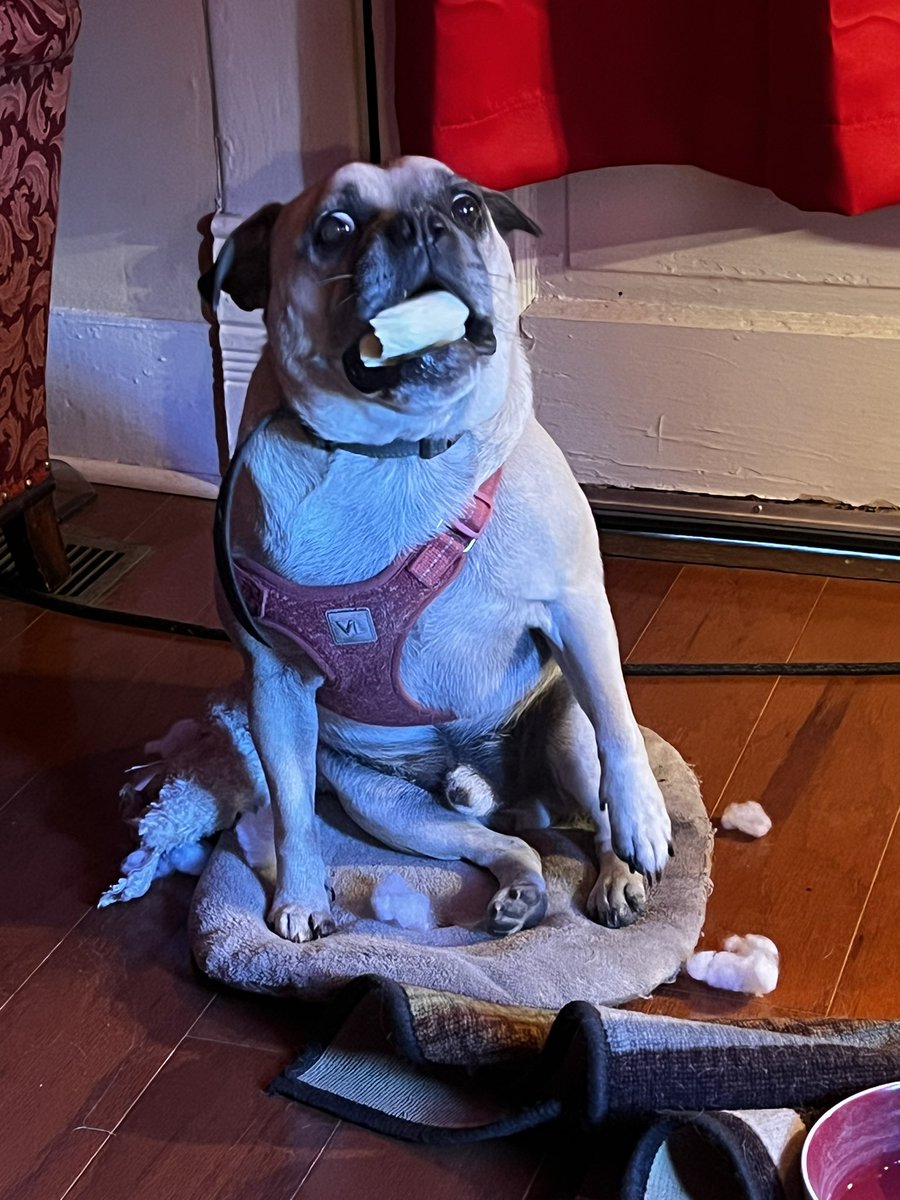 This was a wolf once