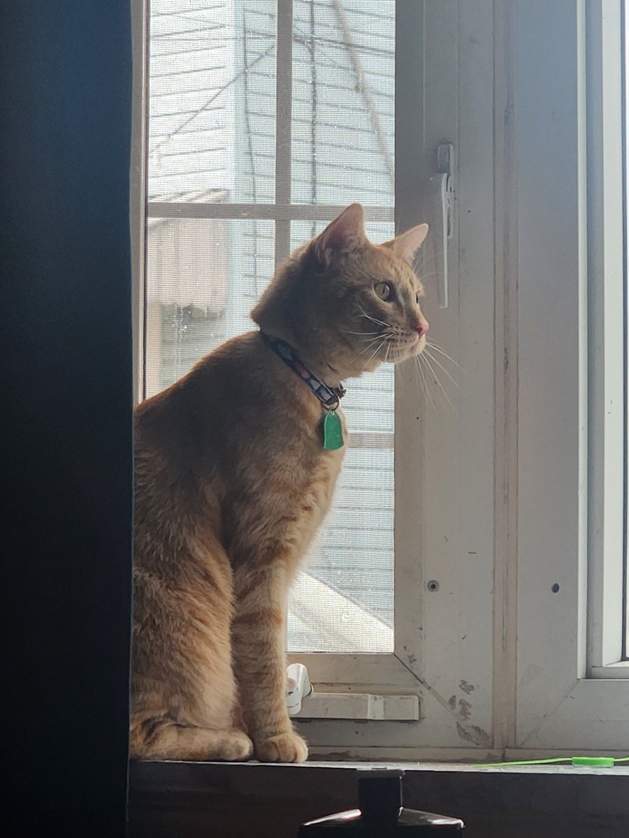 pball0010's tweet photo. @Yaniwoofalt Here, have this candid pic of @Curdmaster12 's cat Monk sitting on the windowsill https://t.co/e6SykAJrKR