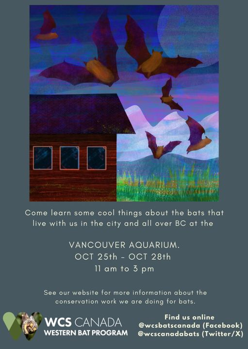 wcscanadabats's tweet image. #BatWeek2024 is coming! Our BC Western Bat Program Team will be at the Vancouver Aquarium with a table - drop by for a "bat chat"! They will be happy to talk about our current bat work in BC! #BatCraft #BatFacts