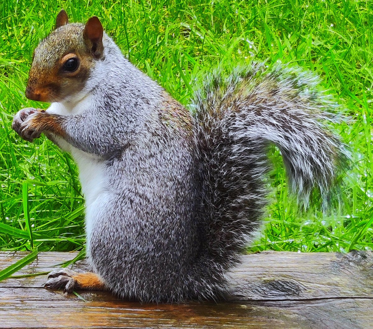 This gorgeous little fella came to say "gimme peanuts" in the garden when I popped round to see my mum on Monday. What a treat 😍