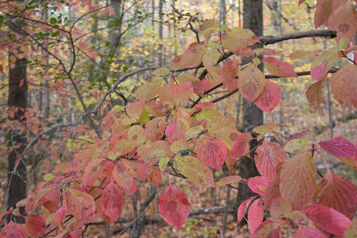 AlienNextDoor's tweet photo. Autumn in #Ontario: a dogwood shrub glows red-purple in a yellow-bronze forest, expressing its unique place within a multitude... #fallcolour #autumn #beauty https://t.co/GwrZbk1skS