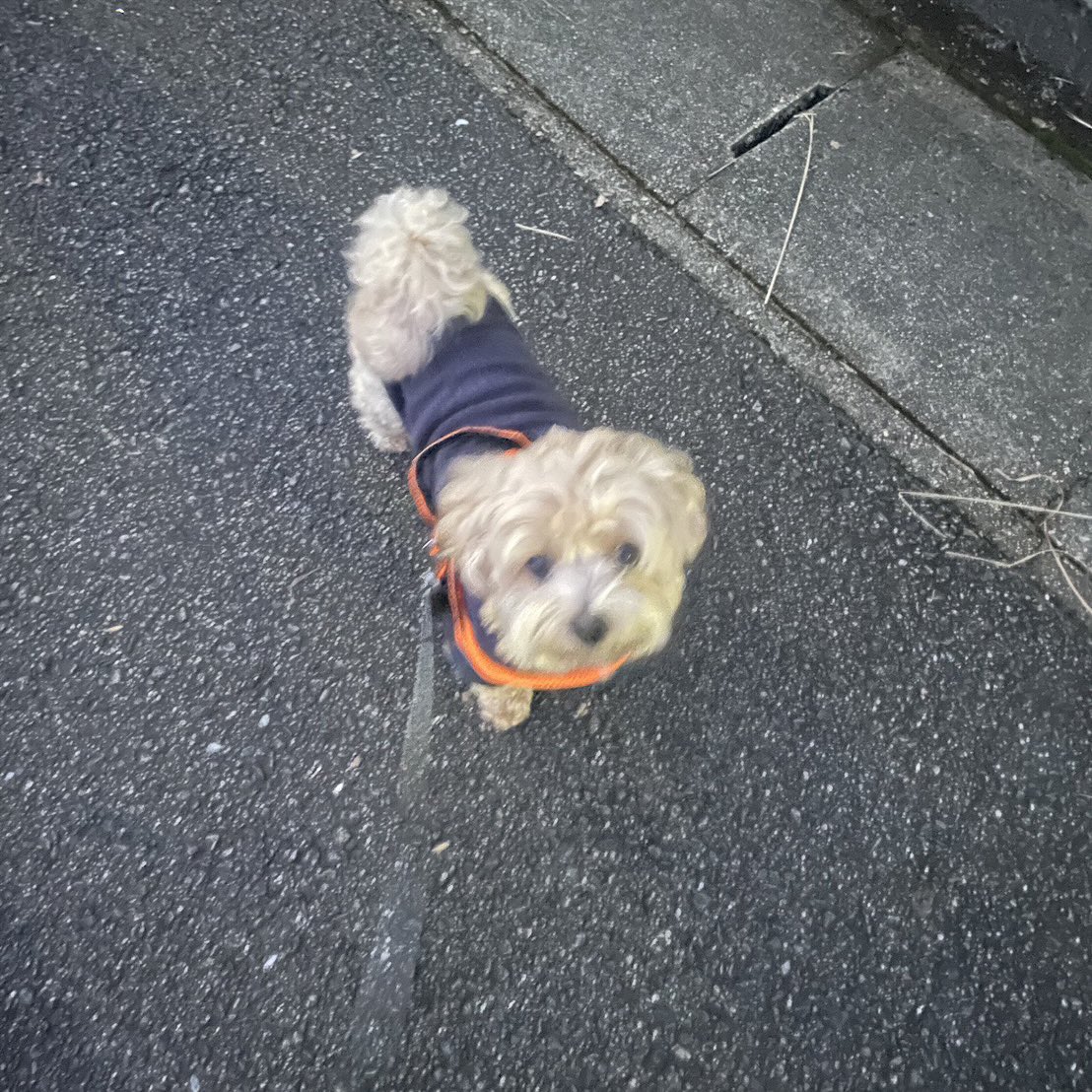 Monacakun's tweet photo. おはワン🌅
今日もよろしくワン🐶😀 https://t.co/BqcuV6VcVw