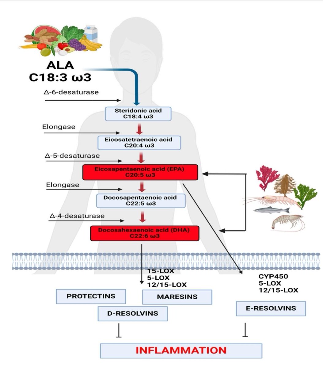 🔬 RicardoMontes (@_mcricardo_) on Twitter photo Omega-3 and Sports: Focus on Inflammation
▶️Supplementation with omega-3 fatty acids in sport has anti-inflammatory biochemical activity
mdpi.com/2075-1729/14/1… <a href="/_atanas_/">Atanas G. Atanasov</a> <a href="/HealthyFellow/">J P Fanton</a> <a href="/InTime_49/">Frank Paul Mora</a> <a href="/dronita_de/">Ronita De, PhD</a> <a href="/guani_vic/">Sagittarius🧠🌞</a> <a href="/DrRPalmquist/">Dr Richard Palmquist</a> <a href="/AyusWellness/">Zib Atkins</a> Omega-3 and Sports: Focus on Inflammation
▶️Supplementation with omega-3 fatty acids in sport has anti-inflammatory biochemical activity
mdpi.com/2075-1729/14/1… <a href="/_atanas_/">Atanas G. Atanasov</a> <a href="/HealthyFellow/">J P Fanton</a> <a href="/InTime_49/">Frank Paul Mora</a> <a href="/dronita_de/">Ronita De, PhD</a> <a href="/guani_vic/">Sagittarius🧠🌞</a> <a href="/DrRPalmquist/">Dr Richard Palmquist</a> <a href="/AyusWellness/">Zib Atkins</a>