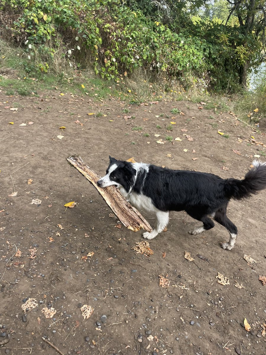 <a href="/ellendymit/">Ellen Dymit</a> is taking care of the sniffers while I’m conferencing. She submitted this 14/10 daily stick. + length and girth, +++ for tail and prance.