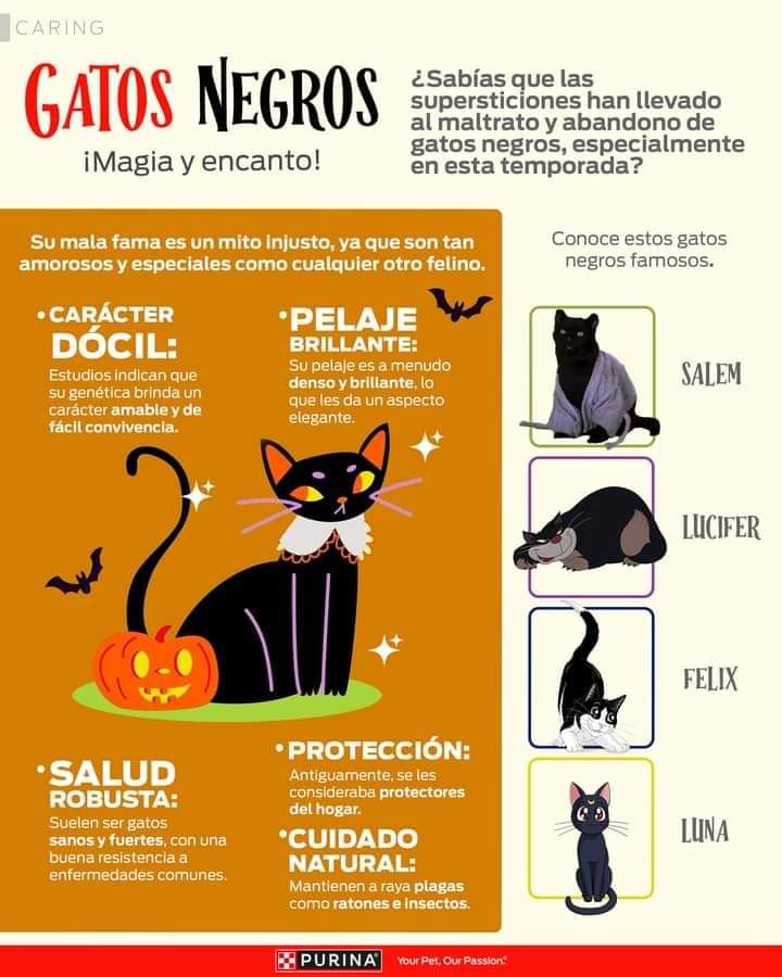 cuentaconmigo01's tweet photo. Los gatos negros son encantadores.❤️
Cuida a tu negrito sobre todo en esta época, hay gente mala y supersticiosa que le puede hacer daño.
#GatosNegros #SonFamilia #SonHermosos #Cuidalos
#ContamosContigo https://t.co/fF7MPJD71E