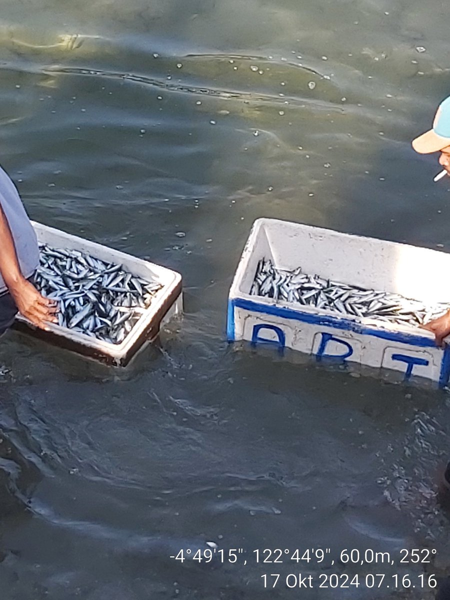 AsrianiBone's tweet photo. Kamis(17/10/2024), Asriani Luhkan Kab Muna, Pendataan Produksi hasil Tangkapan panja pada Kub Tenrisanna ikan Layang Kecil 2 gbs (80) kg Harga Rp 1.000.000.
#GiatLuhkanSatminkalMaros
#MunaLuhlapor
#BPPSDMKP
#BRPBAPPP_MAROS
#PUSLATLUHKP https://t.co/loj3Mou9bu