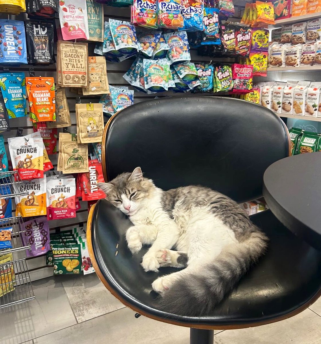 Bodegacats_'s tweet photo. https://t.co/AhnBx848hD