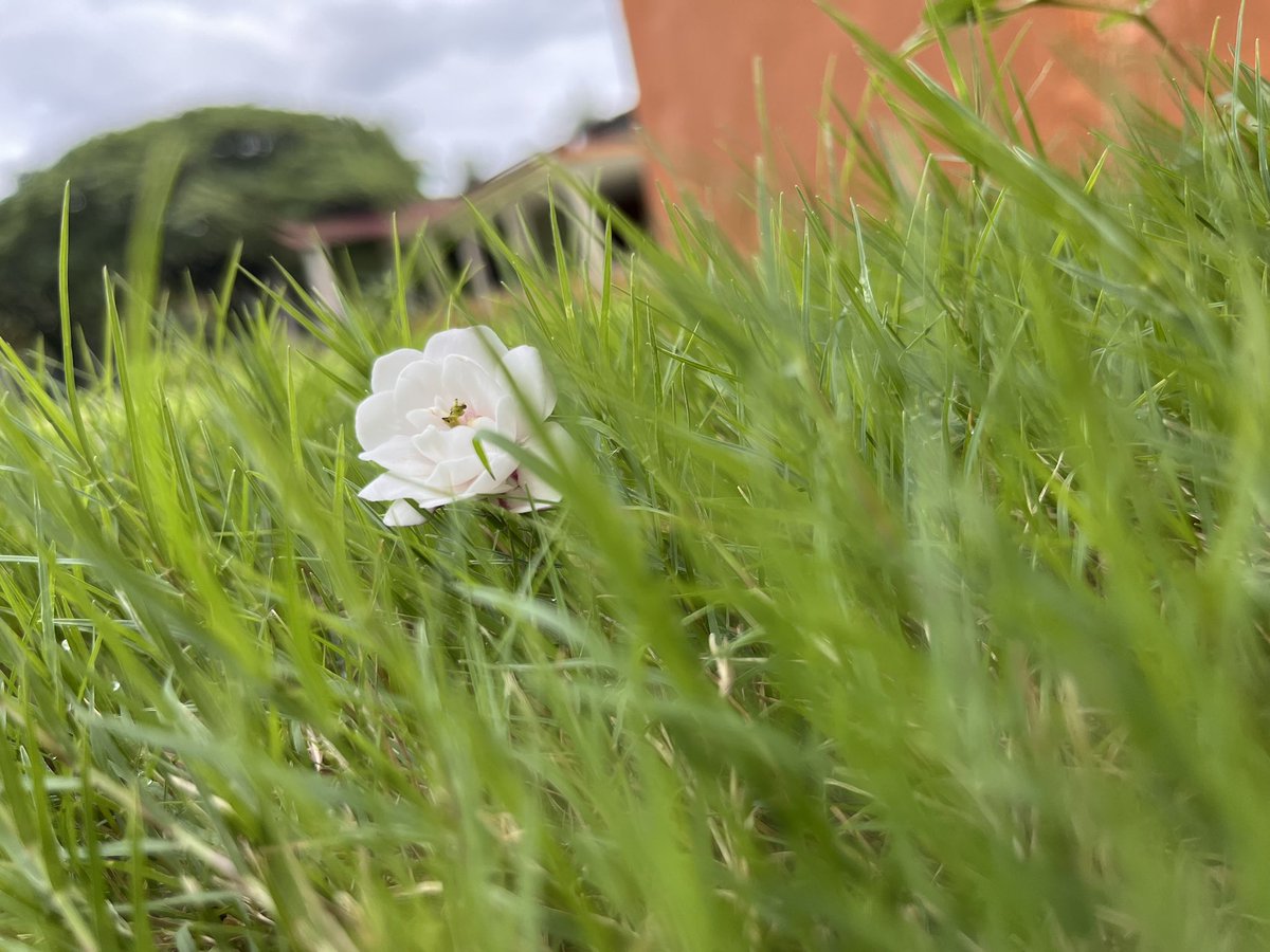 Ever since this word Inner Engineering entered my life..I could never even hav noticed &amp; realised there is some way I can engineer myself to live in better way:) 

Its such a liberating experience to taste the freedom of choice and taking charge of my life:) 
#MyPathMyChoice