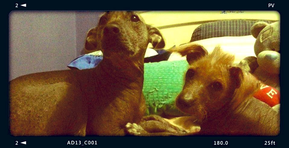 dmoscoso24's tweet photo. Los amaré toda mi vida!✨🕊️
❤️Baco -  Barúc ❤️ https://t.co/WRhb8km6X1