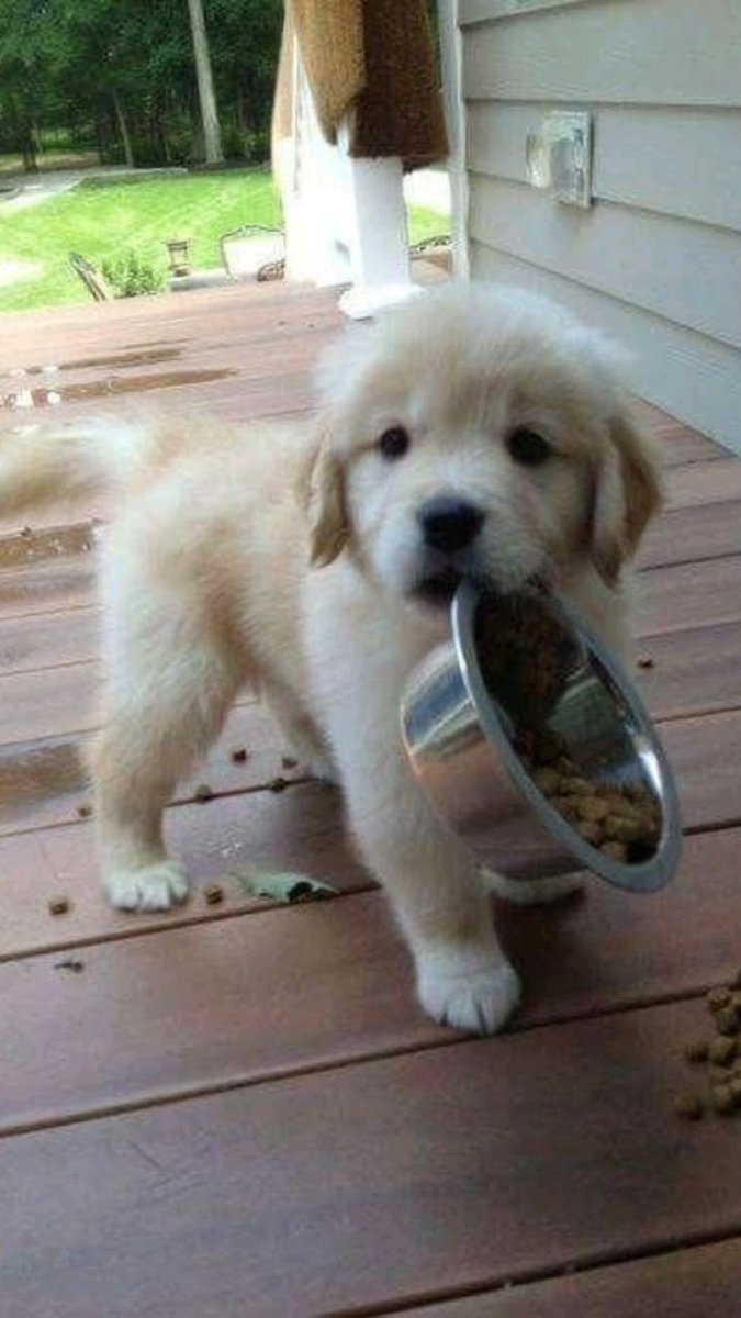 puppies video (@puppies_video) on Twitter photo 