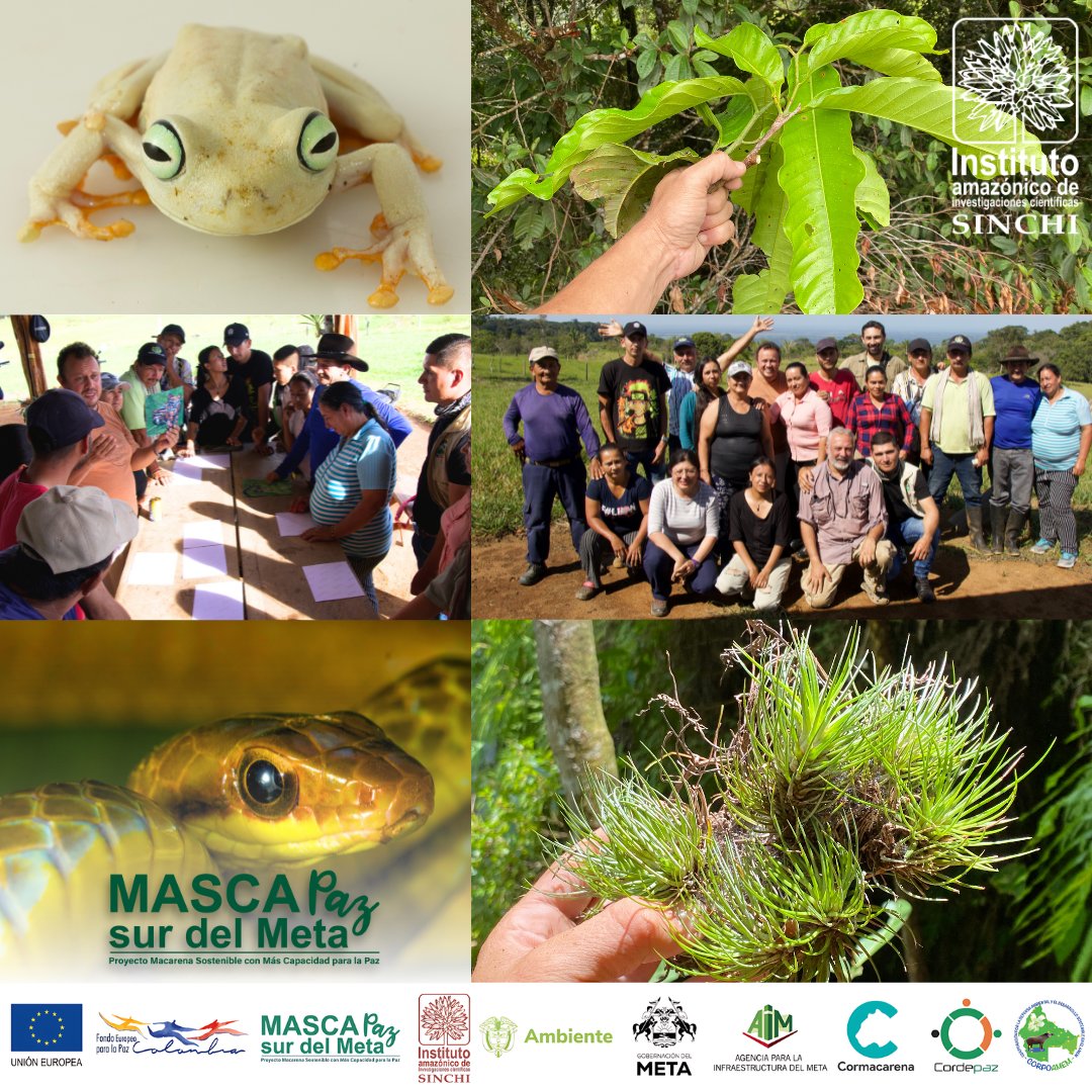 InstitutoSINCHI's tweet photo. Gracias a todos los que hicieron posible el exitoso cierre del programa #MASCAPAZ.
Este logro fue posible gracias al invaluable apoyo de la @UEenColombia, Instituto SINCHI, @GobMeta, entre otras instituciones, que han sido clave para el desarrollo sostenible en la región. https://t.co/TfxyPmFpnv