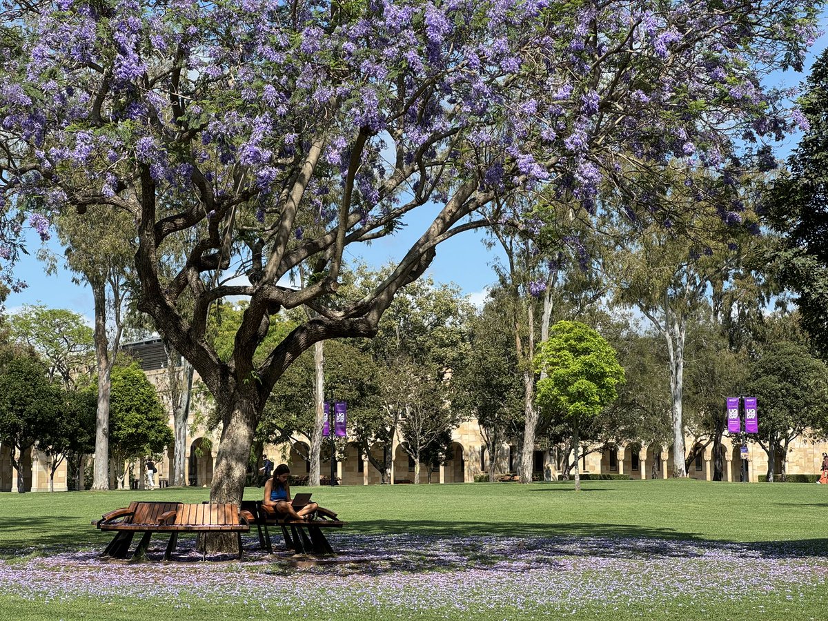 #jacaranda season 😍 <a href="/UQ_News/">UQ News</a>
