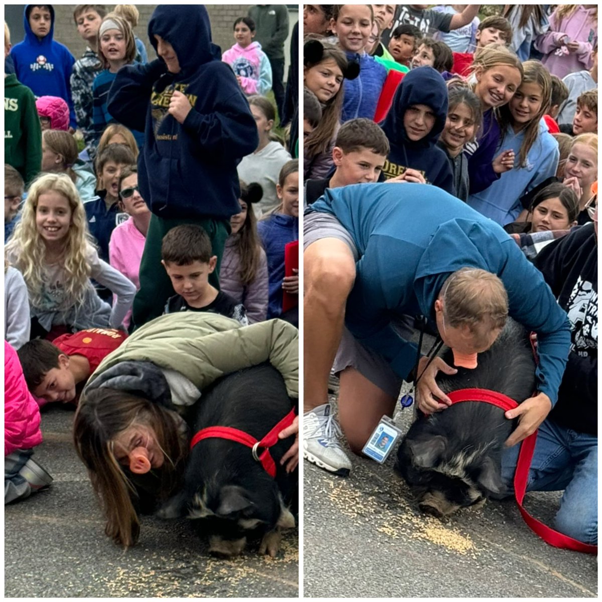 Linton Springs Elementary School tweet media