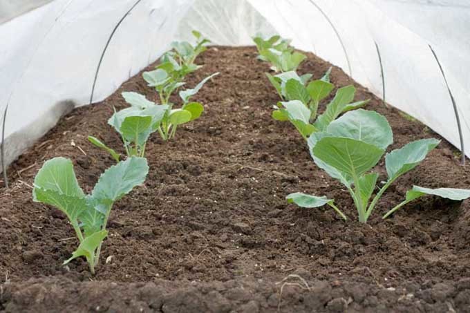 Gardeners_Path_'s tweet image. Extend the Season and Keep Pests Out with Floating Row Covers gardenerspath.com/how-to/greenho… #gardening #seasonextension