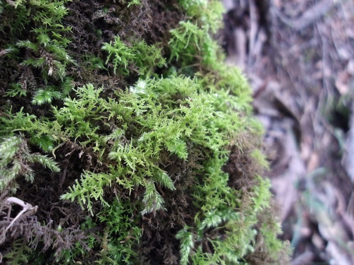 #ホンシノブゴケ

見たかったやつ〜^ ^
 小菅に続いてみることができました❗️