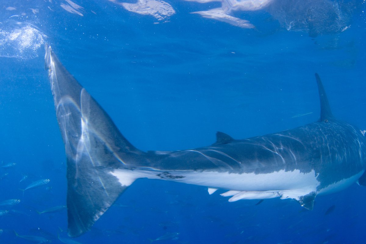 Can you tell this shark is a male?