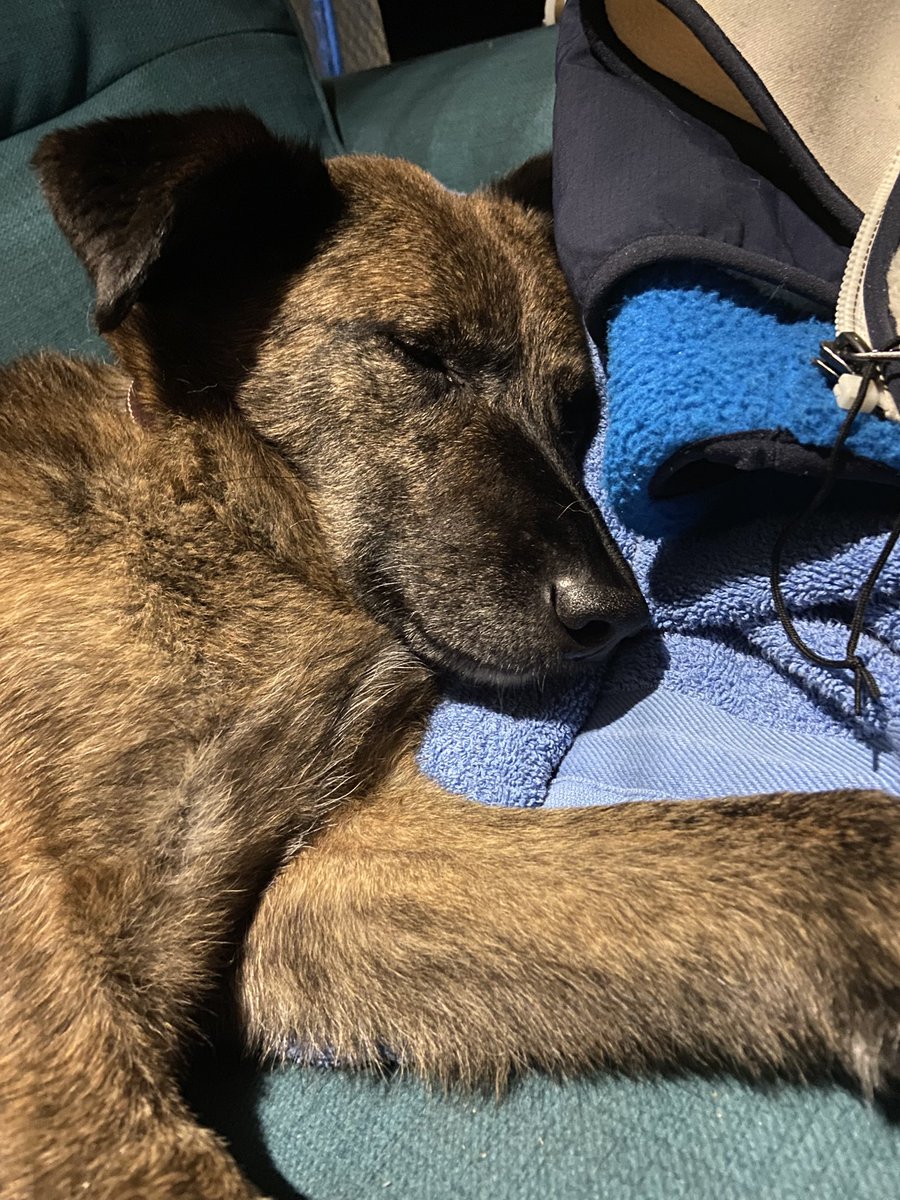 obscureenough's tweet photo. @NiallHarbison @7adair My Romanian street doggy  on his couch / in the car with his human. https://t.co/Ihs1nhWhRO