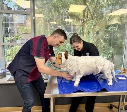 Getting in the #Halloween mood 👻 
Dr. Mark &amp; vet tech Ina spent their lunch today turning staff pet Enzo into a mummy 😂 #roncy #roncesvalles #highpark