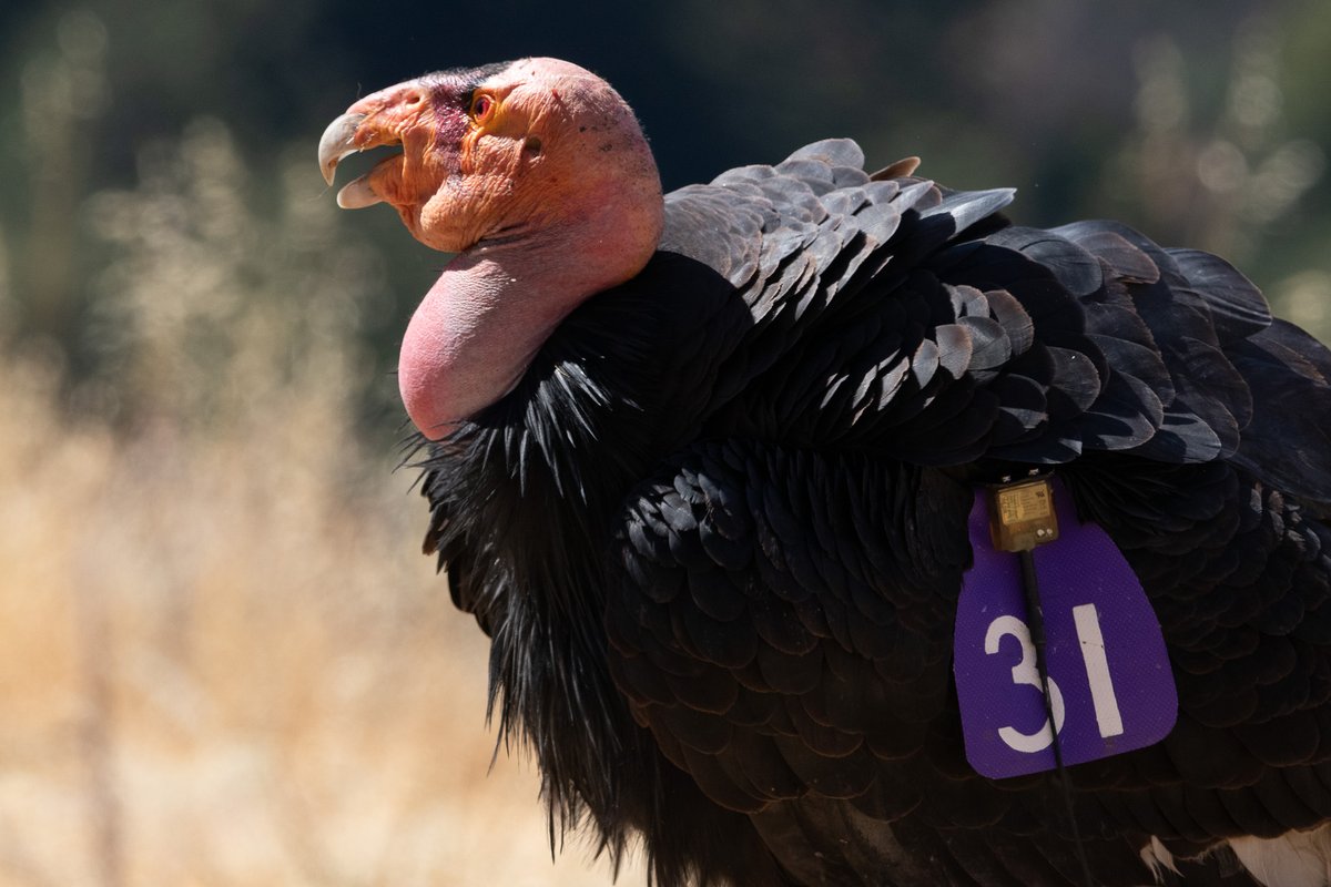 Ventana_WS's tweet image. Sharing a few “shots” from another successful HPAI vaccination day at our #BigSur Condor Sanctuary on 10/15. Seven more CA Condors were vaccinated against the deadly HPAI virus bringing the total to 51 of 100 free-flying condors! #endangered #HPAI #Partnerships #californiacondor