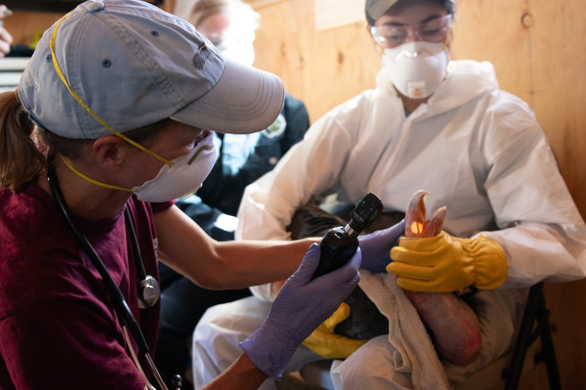 Ventana_WS's tweet image. Sharing a few “shots” from another successful HPAI vaccination day at our #BigSur Condor Sanctuary on 10/15. Seven more CA Condors were vaccinated against the deadly HPAI virus bringing the total to 51 of 100 free-flying condors! #endangered #HPAI #Partnerships #californiacondor