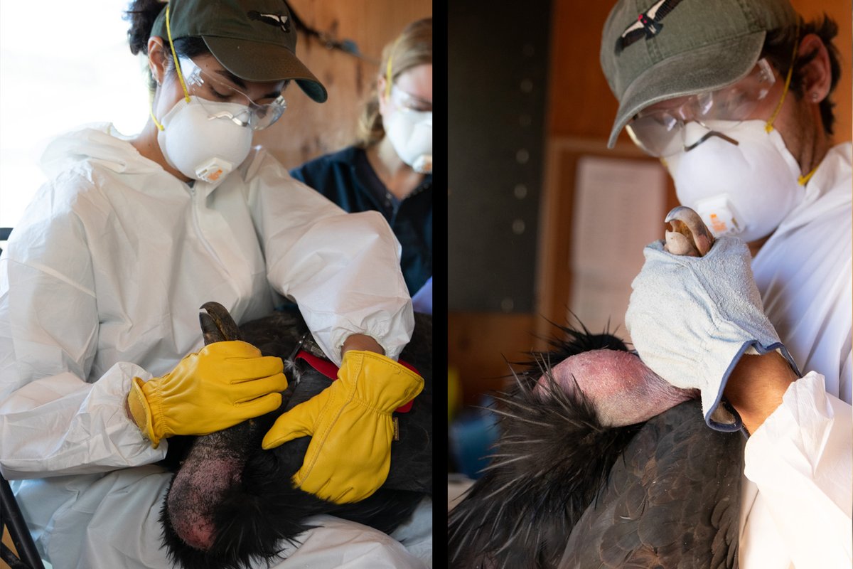Ventana_WS's tweet image. Sharing a few “shots” from another successful HPAI vaccination day at our #BigSur Condor Sanctuary on 10/15. Seven more CA Condors were vaccinated against the deadly HPAI virus bringing the total to 51 of 100 free-flying condors! #endangered #HPAI #Partnerships #californiacondor