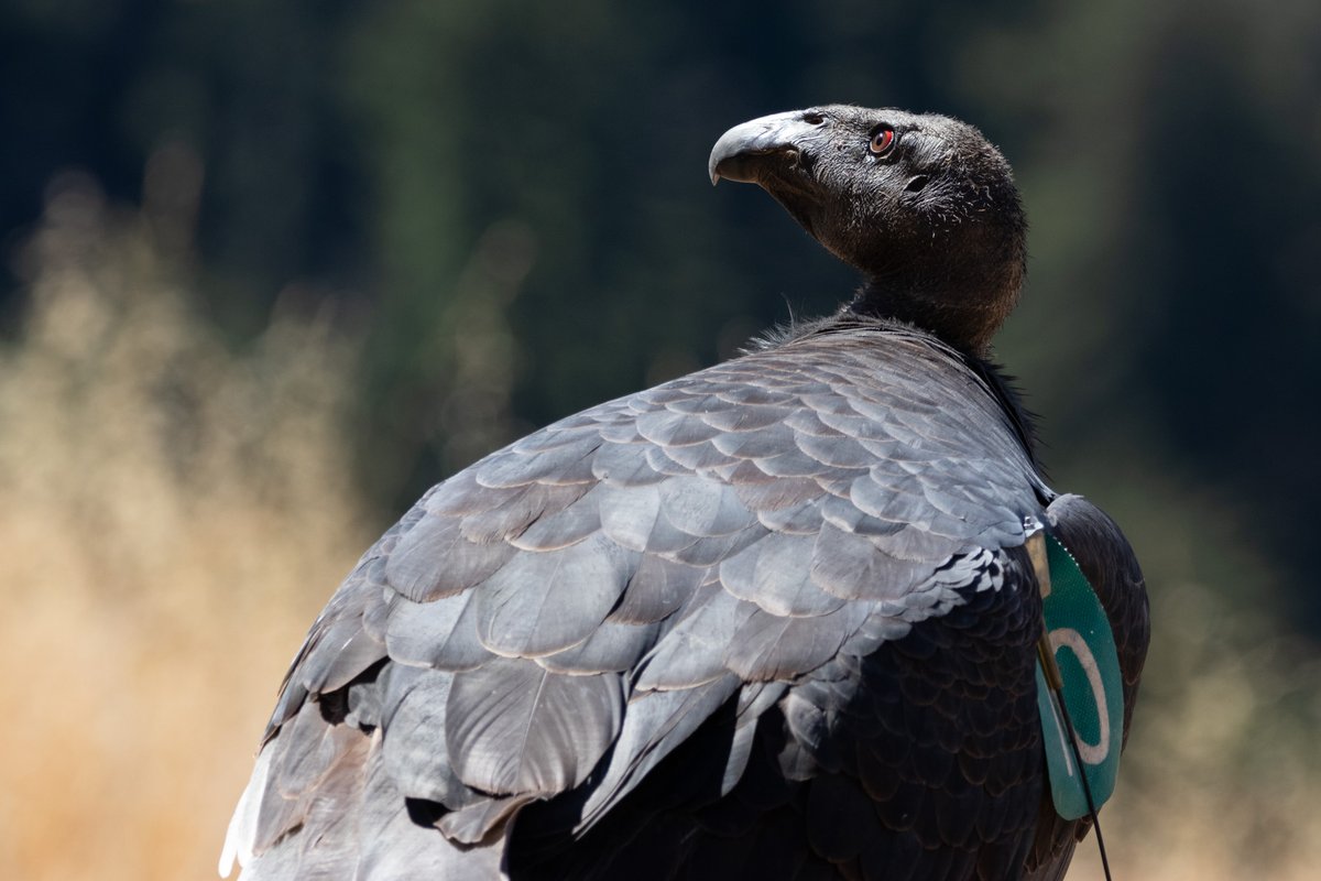 Ventana_WS's tweet image. Sharing a few “shots” from another successful HPAI vaccination day at our #BigSur Condor Sanctuary on 10/15. Seven more CA Condors were vaccinated against the deadly HPAI virus bringing the total to 51 of 100 free-flying condors! #endangered #HPAI #Partnerships #californiacondor