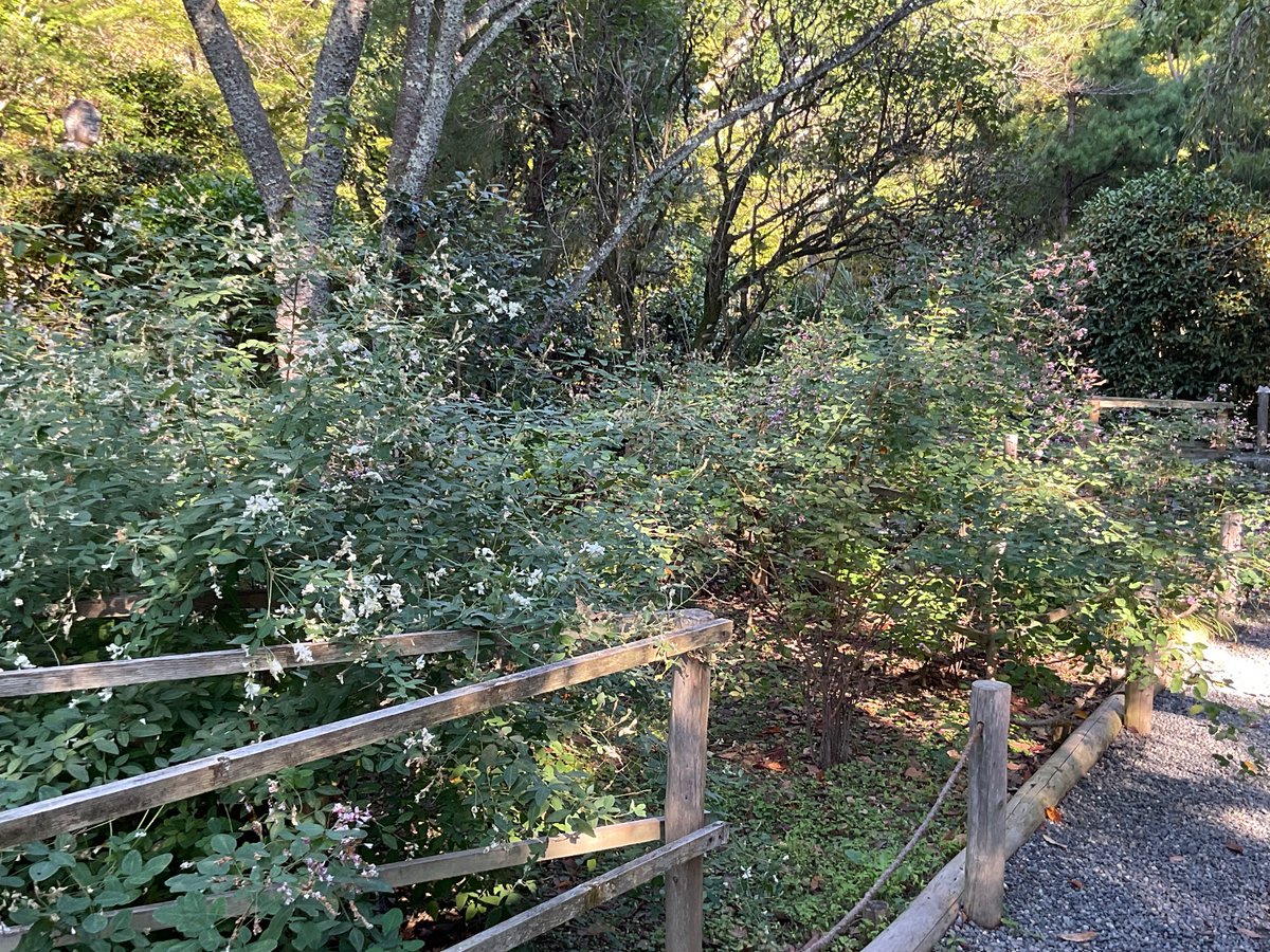 ryoanji_english's tweet photo. Bush clovers are in full bloom.
Many little flowers dance in the breeze.
#Ryoanji #bushclover #Kyoto #Japan https://t.co/bbBjM0crod