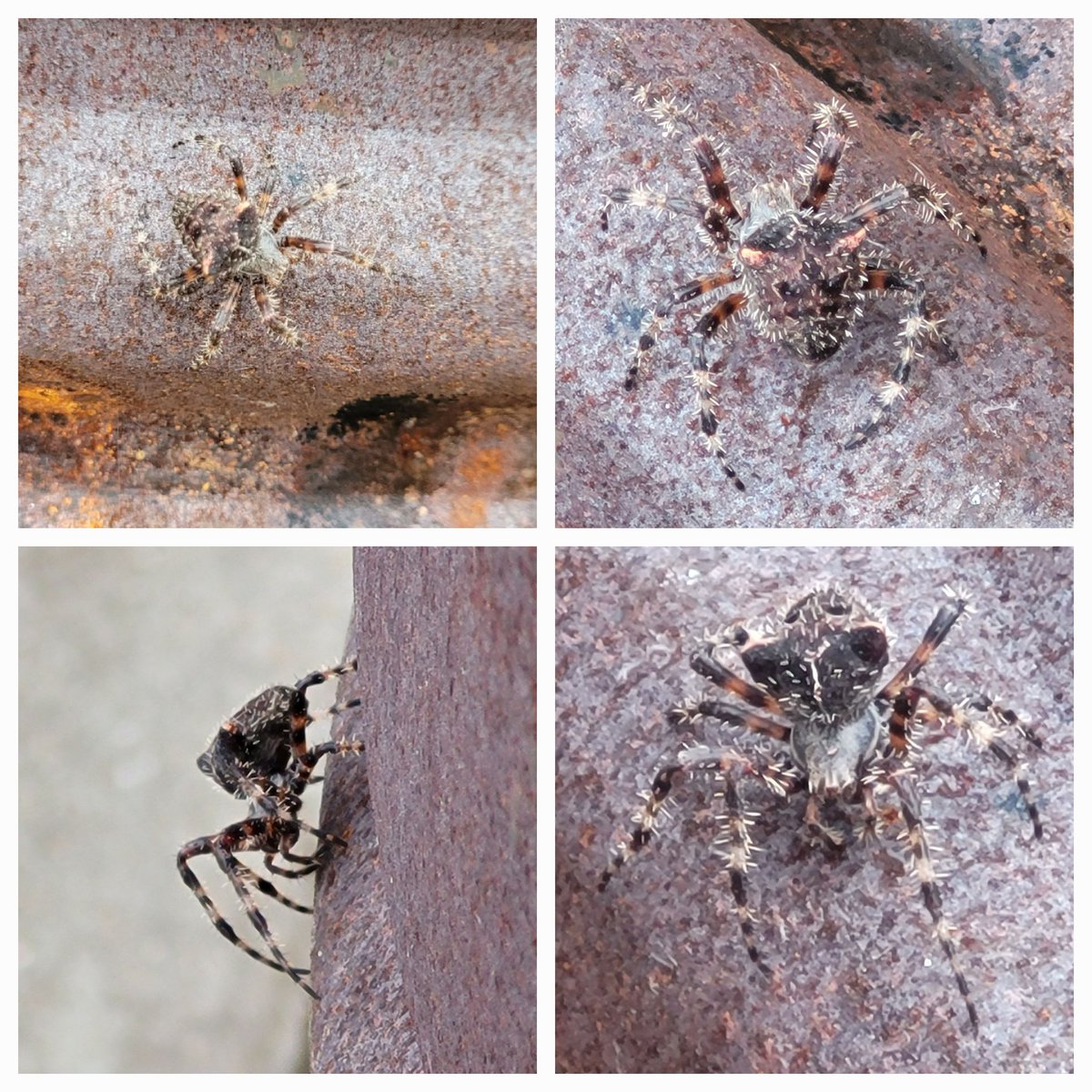 Weed_Faery's tweet photo. I got to see the most beautiful cat-faced spider today. 
😻🕷 

#catfacedspider #spider https://t.co/VzOOhSEBNM