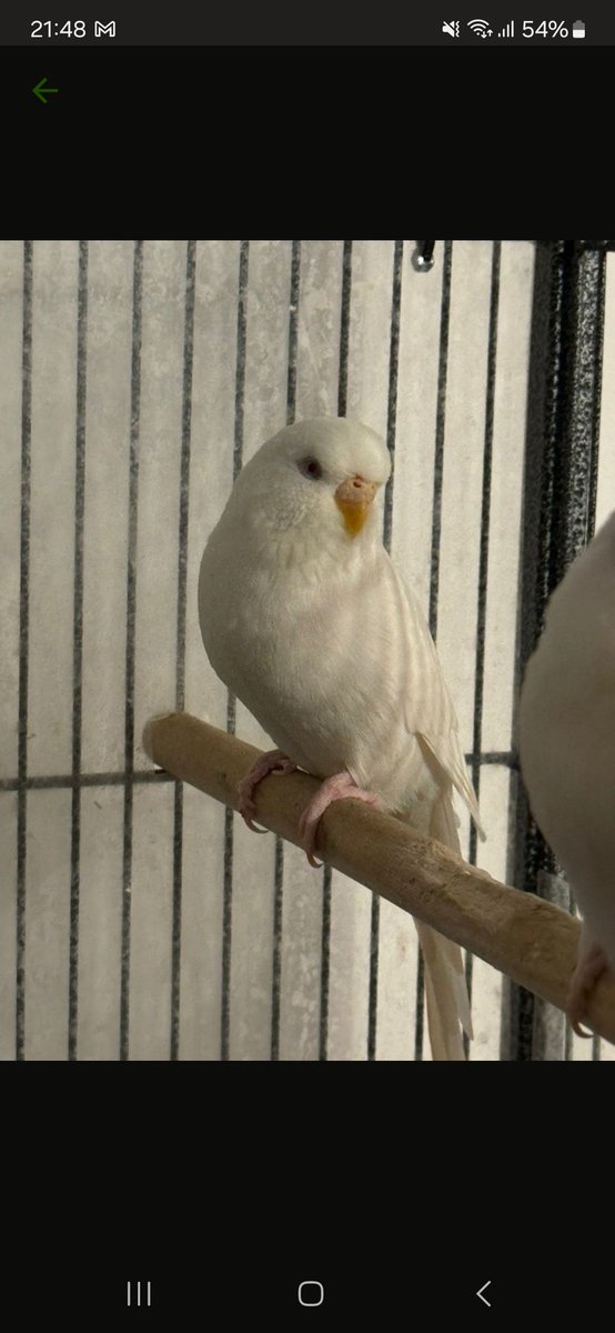 moneist's tweet photo. @jenskrusevii @callidus_homo Twix, Snickers, Kirk,Freya, Joakim und Finja https://t.co/Ezsp5QHS8o