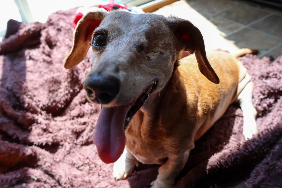 robokate's tweet photo. Today was one of the hardest days of my life after sharing 13 years with the most determined dachshund. I’m going to miss her so much. https://t.co/aPsvjdLejg