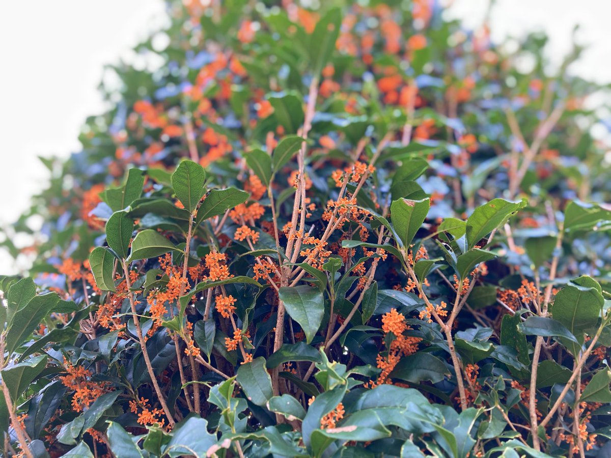 いい香りがする～と思ったら、金木犀が咲いてました。
今年もいい香りをありがとう✨️