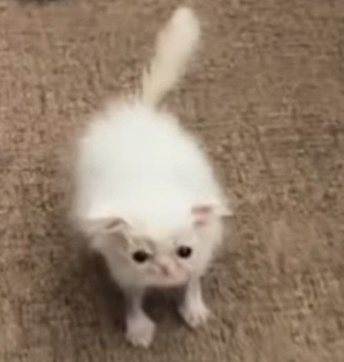 Rita (CRITICAL REFLEX) tweet media