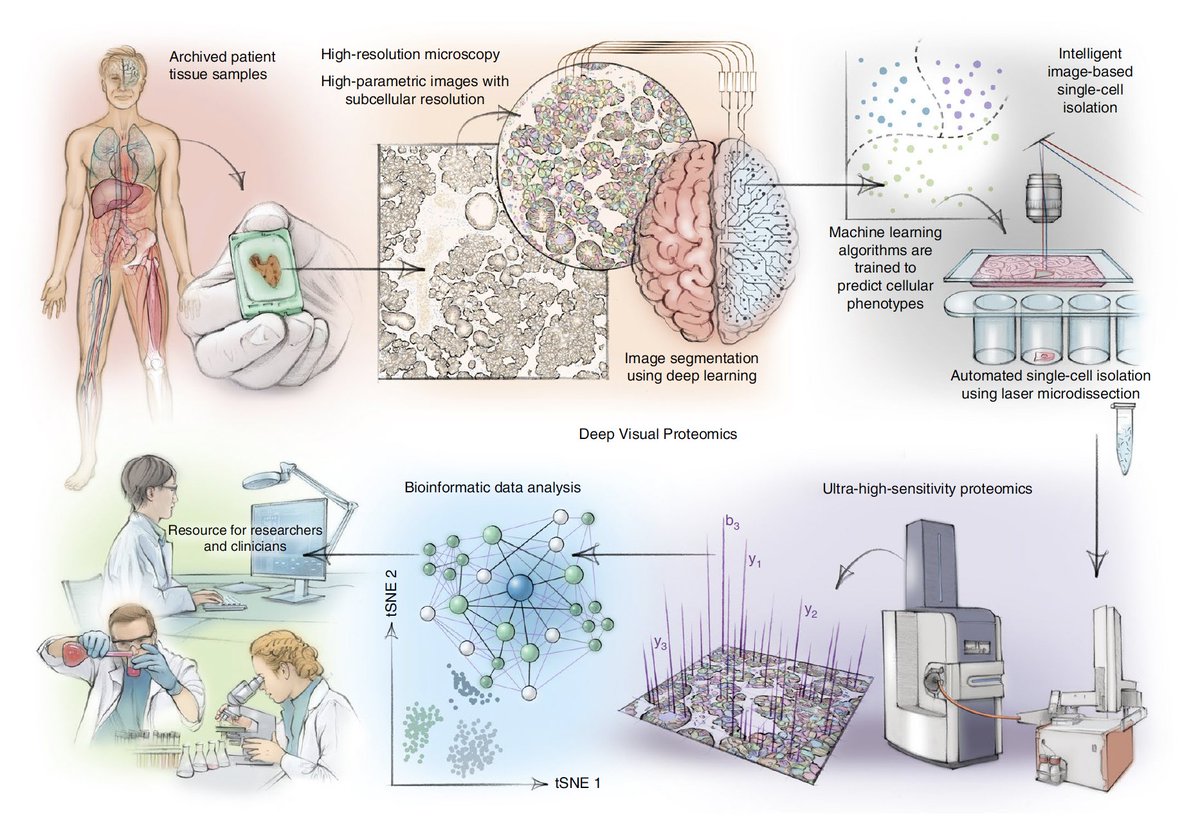 Eric Topol (@erictopol) on Twitter photo When I read this Deep Visual Proteomics paper in 2022 <a href="/NatureBiotech/">Nature Biotechnology</a> I was so impressed at the ability to interrogate thousands of proteins in a single cell. But had no idea it could/would be used to save lives! <a href="/labs_mann/">Matthias Mann Lab</a>
nature.com/articles/s4158⦠When I read this Deep Visual Proteomics paper in 2022 <a href="/NatureBiotech/">Nature Biotechnology</a> I was so impressed at the ability to interrogate thousands of proteins in a single cell. But had no idea it could/would be used to save lives! <a href="/labs_mann/">Matthias Mann Lab</a>
nature.com/articles/s4158ā¦