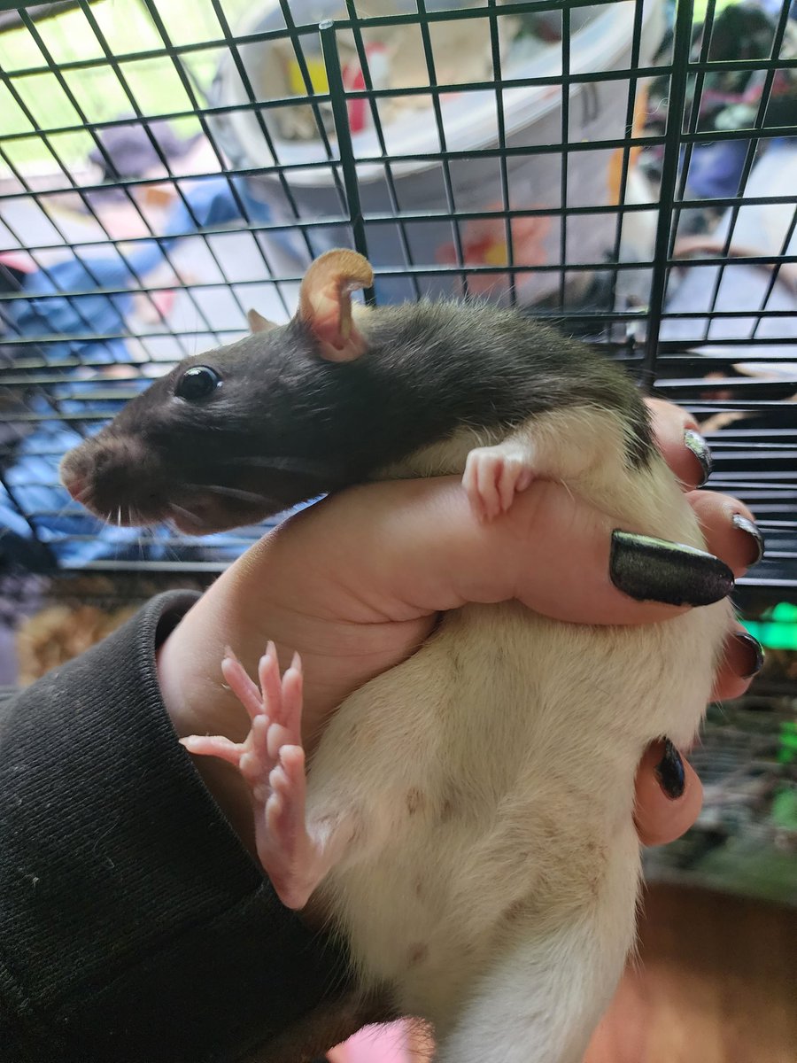 smellynerpa's tweet photo. @BulletWolf reminds me of how my rat sometimes looks off into the distance and slightly resembles a banana https://t.co/Ek4bmxxz9O