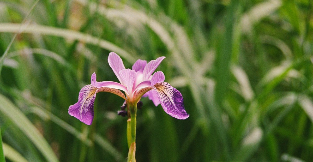 Une fleur. tweet media