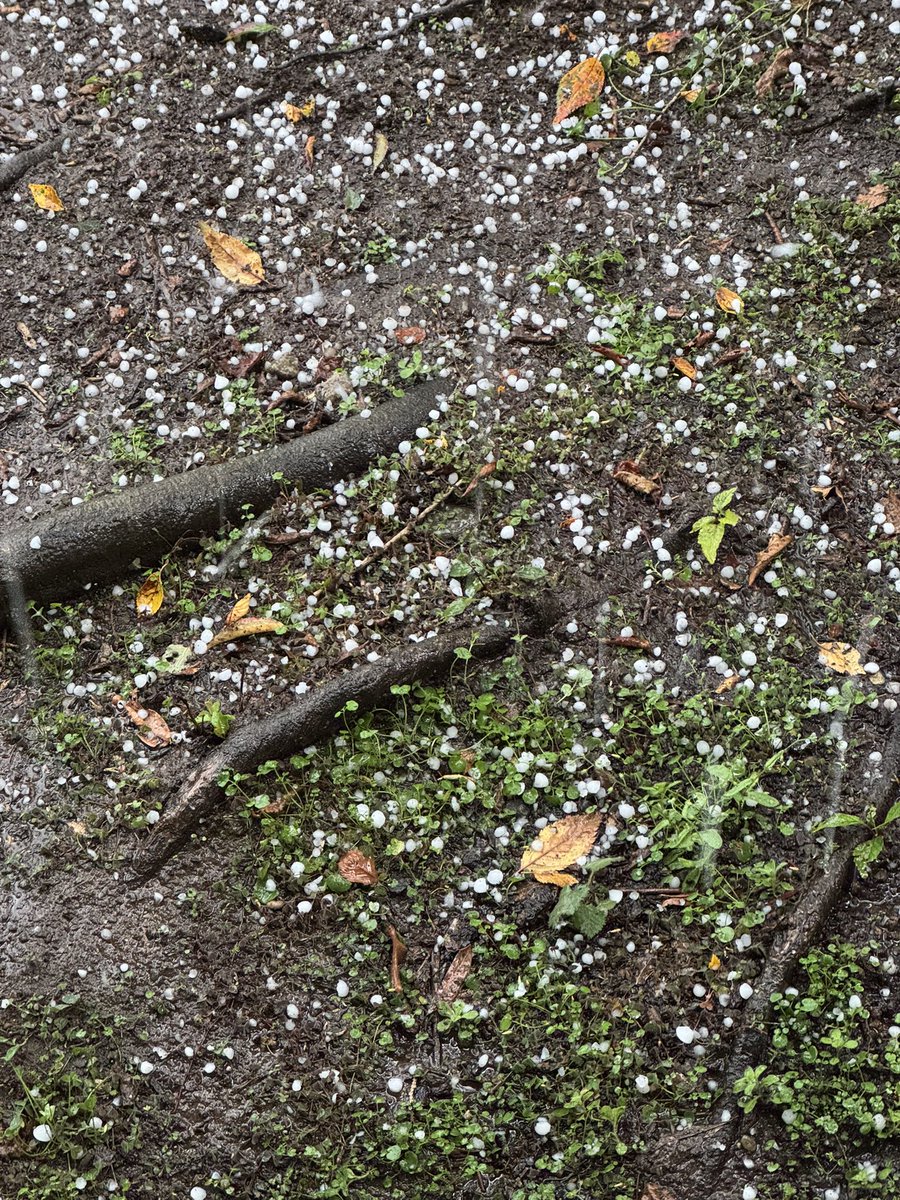 zingtweet's tweet photo. @NWSSeattle #wawx Heavy rain and 1/4-inch hail in Monroe. https://t.co/cmqDCpbDCQ
